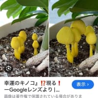 幸運のキノコ🍄