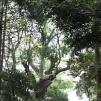 神服機織殿神社（かむはとりはたどのじんじゃ）