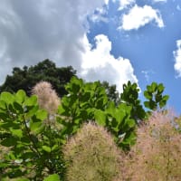 もくもくの空。