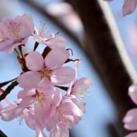 桜    開花