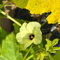 ズッキーニのピザ風とオクラの花