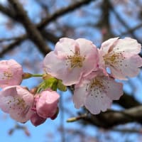 春のお彼岸