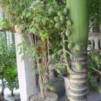 ビンロー椰子の木