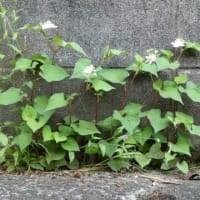 八重のドクダミ