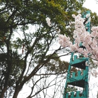 早咲さくら「春めき」が華やかに・・・福岡県直方市福智山ろく花公園