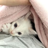 毛布の中の白子猫