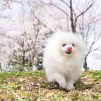 ポメラニアンの、ゆきが９歳に♪