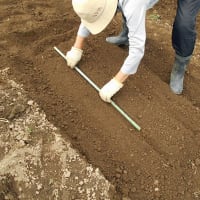 ＜我が家の菜園519＞　「サラダごぼう」間引き