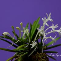 富貴蘭「姫孔雀」の花(過去の画像倉庫から)