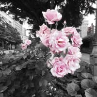 instax palで山下公園を撮影してアートフィルタをかけてみた