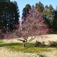 新潟県田上町のお花見イベントに参加しました！