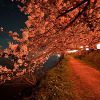 夜桜見物！