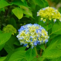 ネモフィラの花。。。