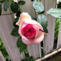 雨前の　花たち元気　きれいです🌹