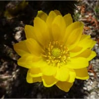 突然の春と黄砂…隣の山田さん花粉症です　(；一_一)