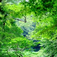 自然教育園日記　その311  Sony α1 IIとFujifilm GFX100Sを比較する