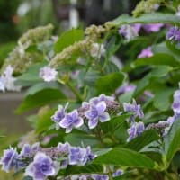 コオニユリが咲き始めました