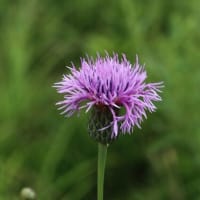 真夏の阿蘇で花散策！（ダイサギソウとムカゴトンボ、バアソブと！）