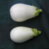 ナスビの収穫