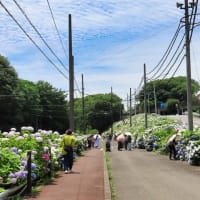 「さすてな京都」　 アジサイフェア 2025　ピピチンの寝床