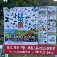昆虫展