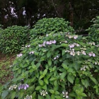 アジサイの季節になりますね⭐