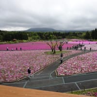 日帰り旅行山梨で、富士芝桜を堪能しました