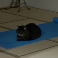 ネコ猫ホイホイ