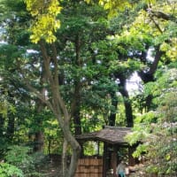 再び日本庭園　旧古河庭園4