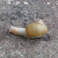 梅雨明け