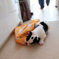 生後75日今日のイタズラは。。。