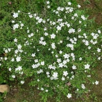 「はくちょうげ」の花です。