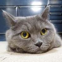 更新のお知らせ（5月17日）