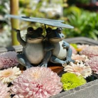 根津神社のつつじ祭り、法輪寺、椿山荘の鯉のぼり☆