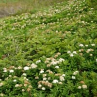 ２０２５年７月９日　北八甲田　赤倉岳・井戸岳のようす