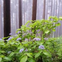 雨の裏山