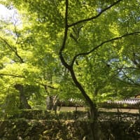 西教寺のかざぐるま展♪