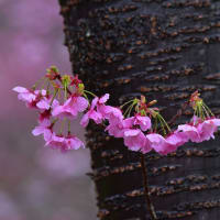 「冷たい雨に濡れて・・・」　いわき　高野花見山にて撮影！　陽光桜