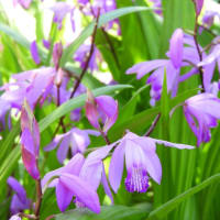 シラン（紫蘭）の花が咲いている