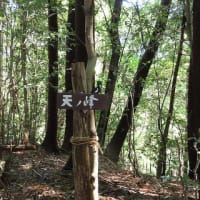  2024-04-25（木）　東秩父村　官ノ倉山から臼入山まで里山ハイキング