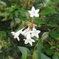 草刈り決行かな～