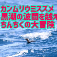 ちんちくが帰ってきたよ！！