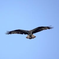 06/15探鳥記録写真：遠賀川河口の鳥たち（ミサゴの飛翔、）