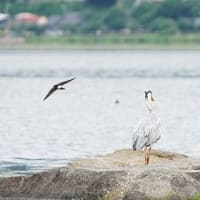 湖岸にて～アオサギなど