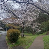 桜が満開になったっす。