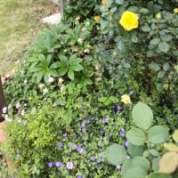 5月の庭🌹半分以上咲く