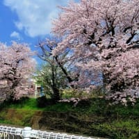 相模原「鳩川」分水路沿いの満開の桜並木を旬撮！！