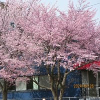 町の桜　満開！
