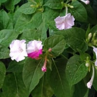 オシロイバナ〜白粉花絞り