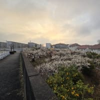 散歩道の風景　2024年12月～2025年6月　　＃１　花